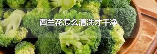 西兰花怎么清洗才干净
