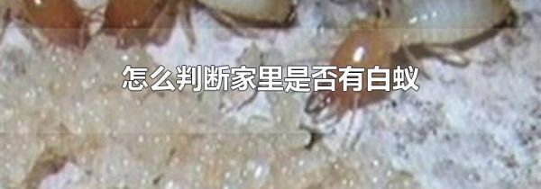 怎么判断家里是否有白蚁