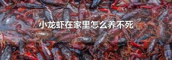 小龙虾在家里怎么养不死