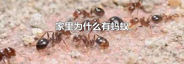 家里为什么有蚂蚁