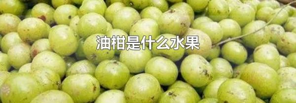 油柑是什么水果