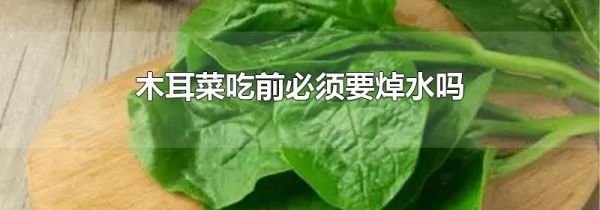 木耳菜吃前必须要焯水吗