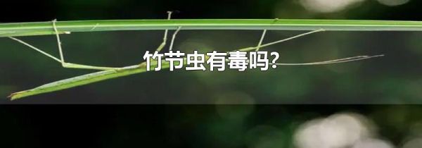 竹节虫有毒吗?
