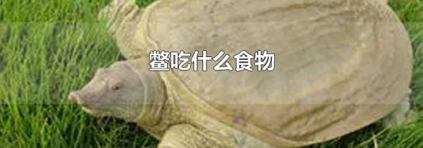 鳖吃什么食物