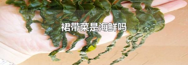 裙带菜是海鲜吗