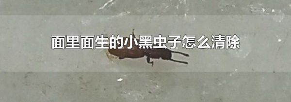 面里面生的小黑虫子怎么清除