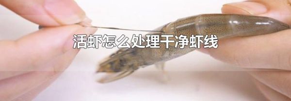 活虾怎么处理干净虾线