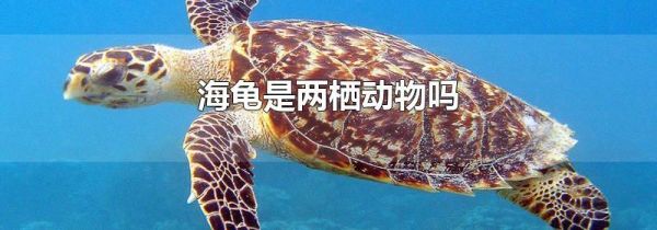 海龟是两栖动物吗