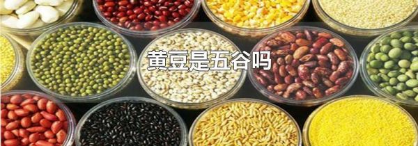 黄豆是五谷吗