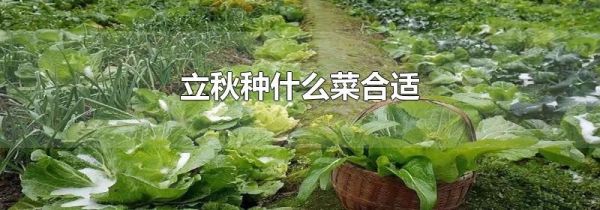 立秋种什么菜合适