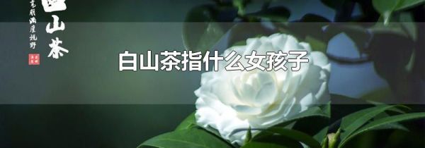 白山茶指什么女孩子