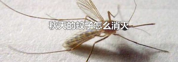 秋天的蚊子怎么消灭