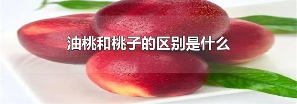 油桃和桃子的区别是什么