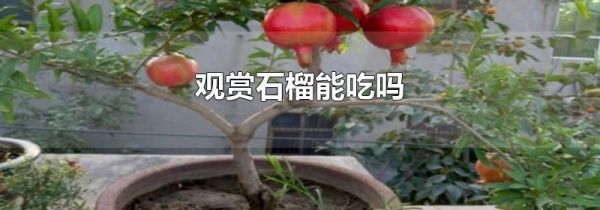 观赏石榴能吃吗