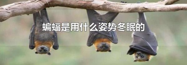 蝙蝠是用什么姿势冬眠的