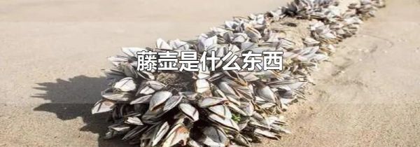 藤壶是什么东西