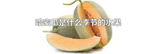 哈密瓜是什么季节的水果