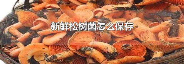 新鲜松树菌怎么保存