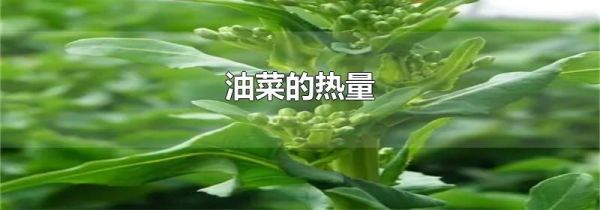 油菜的热量