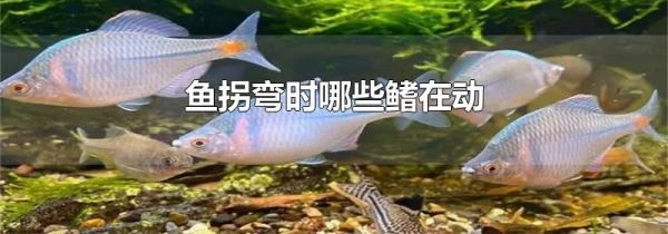 鱼拐弯时哪些鳍在动