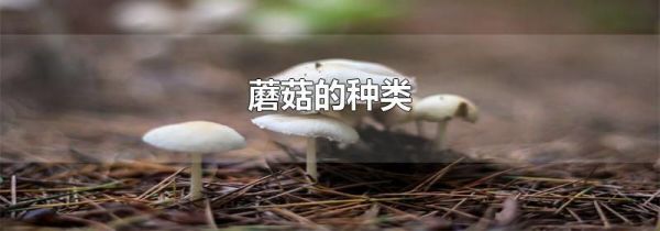 蘑菇的种类