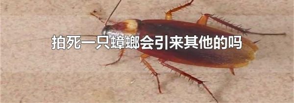 拍死一只蟑螂会引来其他的吗