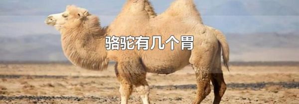 骆驼有几个胃