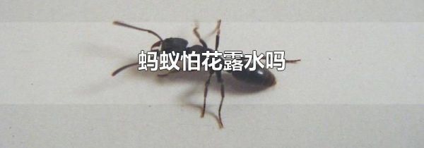 蚂蚁怕花露水吗