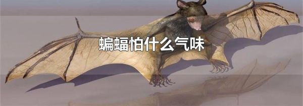 蝙蝠怕什么气味