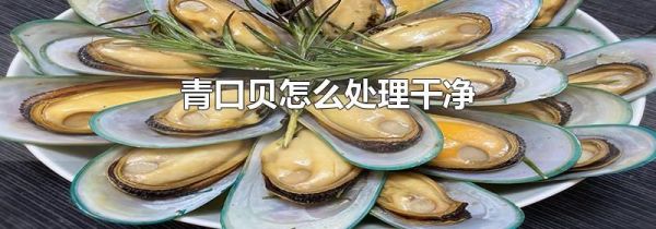 青口贝怎么处理干净