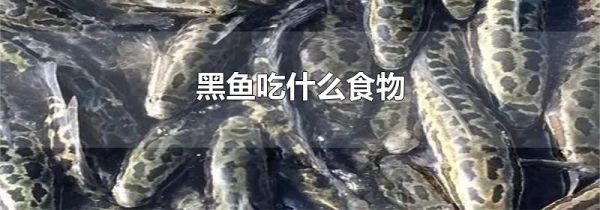 黑鱼吃什么食物