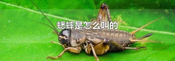 蟋蟀是怎么叫的