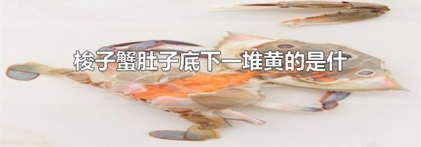 梭子蟹肚子底下一堆黄的是什么