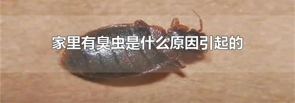 家里有臭虫是什么原因引起的