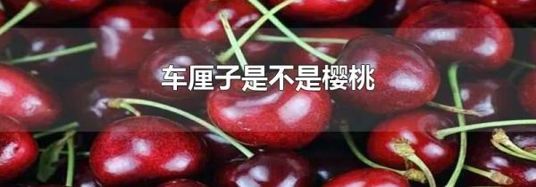 车厘子是不是樱桃