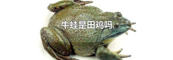 牛蛙是田鸡吗