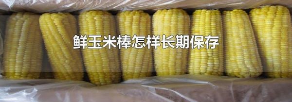 鲜玉米棒怎样长期保存