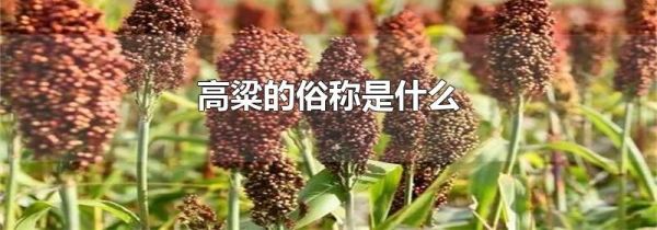 高粱的俗称是什么