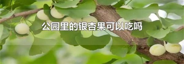 公园里的银杏果可以吃吗
