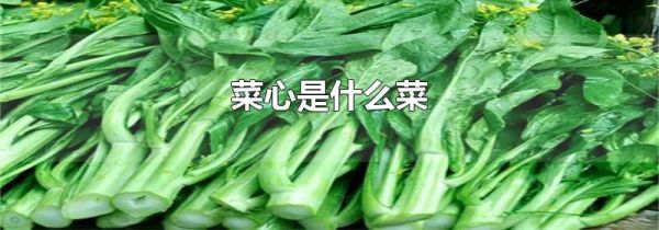 菜心是什么菜