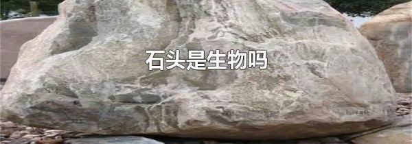 石头是生物吗