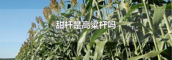 甜杆是高粱杆吗