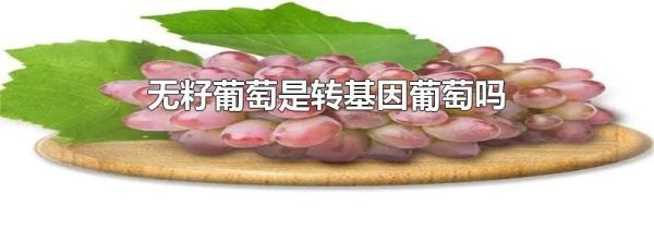 无籽葡萄是转基因葡萄吗