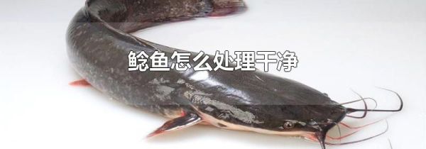 鲶鱼怎么处理干净