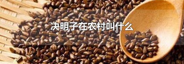 决明子在农村叫什么