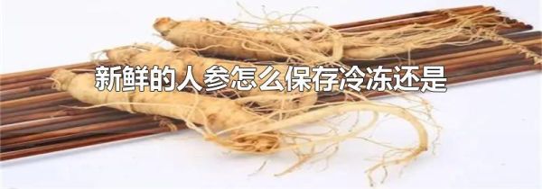新鲜的人参怎么保存冷冻还是冷藏