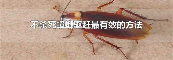 不杀死蟑螂驱赶最有效的方法