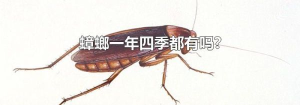 蟑螂一年四季都有吗?