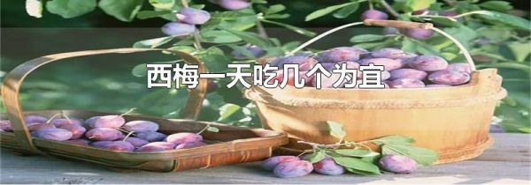 西梅一天吃几个为宜