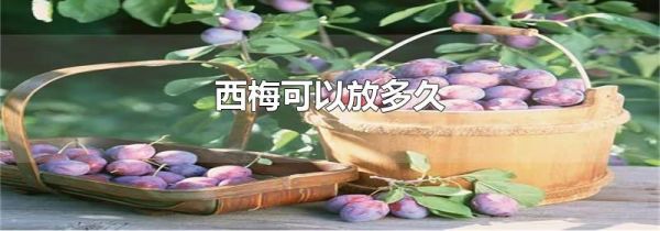 西梅可以放多久